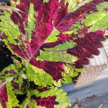 Stained Glass Coleus