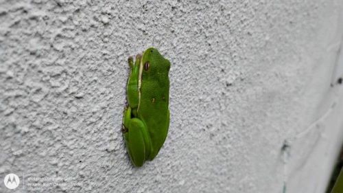 Sleepy green tree frog