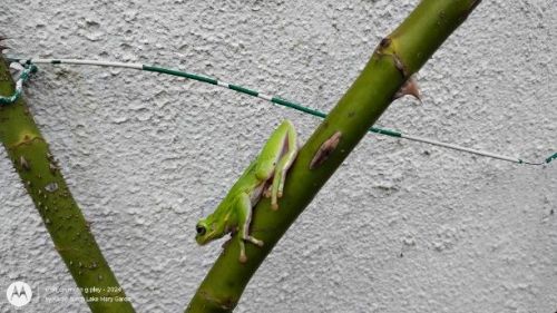 Green tree frog