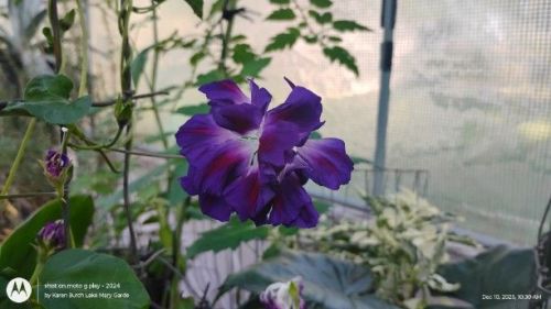 Purple Hige Japanese morning glory