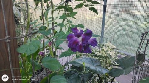 Purple Hige Japanese morning glory