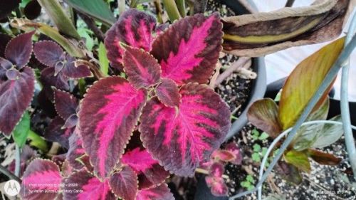 Burgundy and Pink Coleus