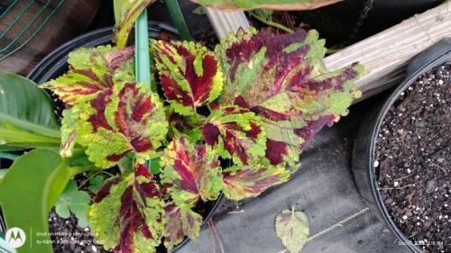 Stained glass Coleus