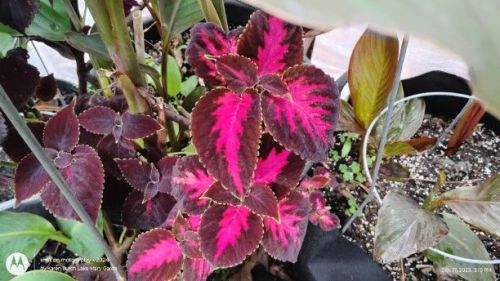 Burgundy ans Pink Coleus
