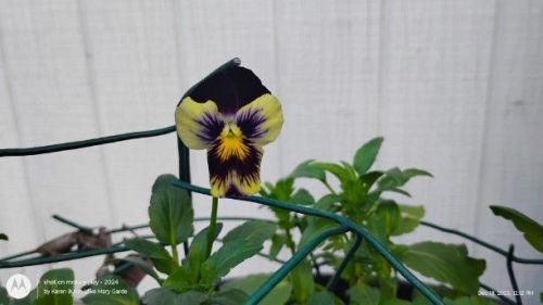 Yellow and Purple Pansy