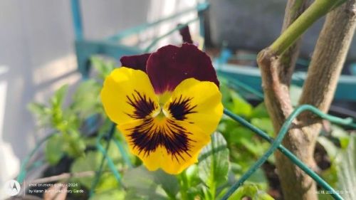 Burgundy and Yellow Pansy