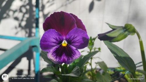 Purple and Burgundy Pansy