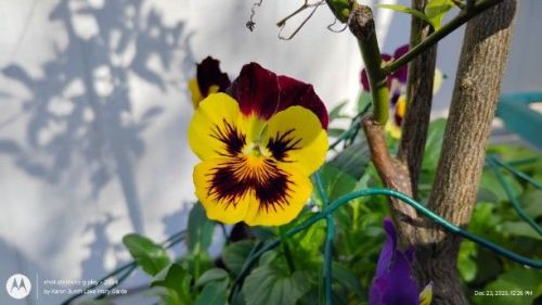 Burgundy and Yellow Pansy