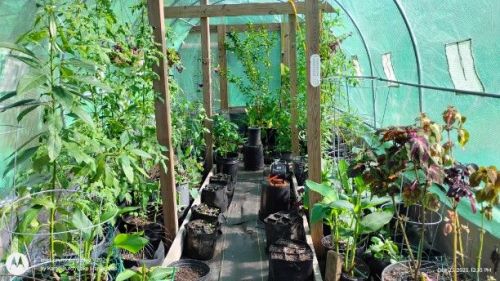 The Greenhouse on 12/24/2025