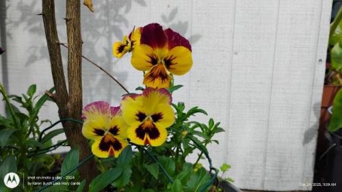 Burgundy and Yellow Pansy