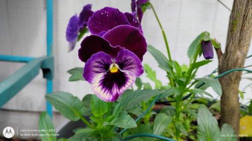 Purple Pansy