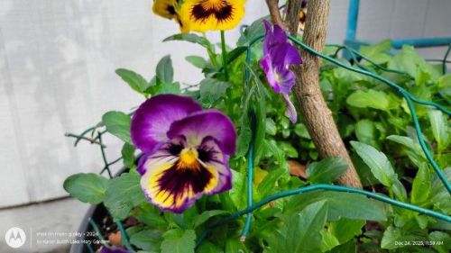 Purple and Yellow Pansy