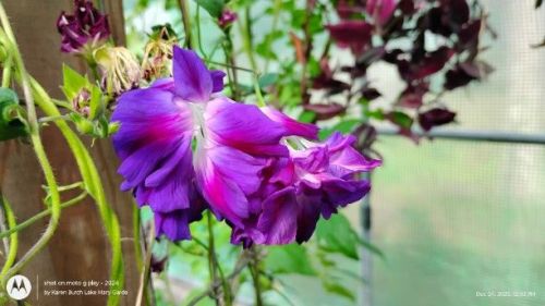 Purple Hige Morning Glory late in the day