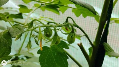 Little Green Tomatoes