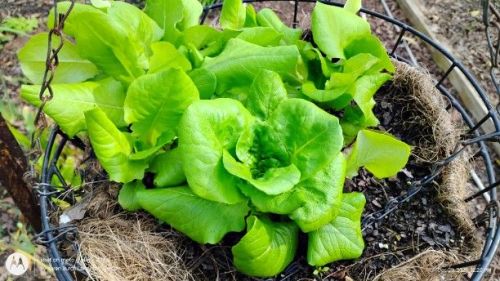 Black seeded Simpson