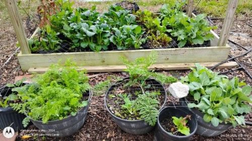 Container Gardening winter greens