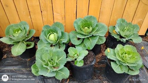 Copenhagen Cabbage heading up