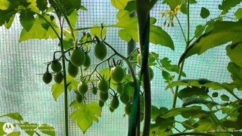 Cluster of Green Hiiros Tomatoes