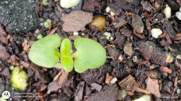 English Lavender seedling- close up