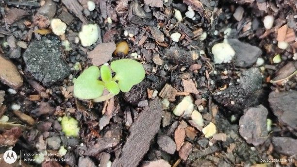 English Lavender Seedling