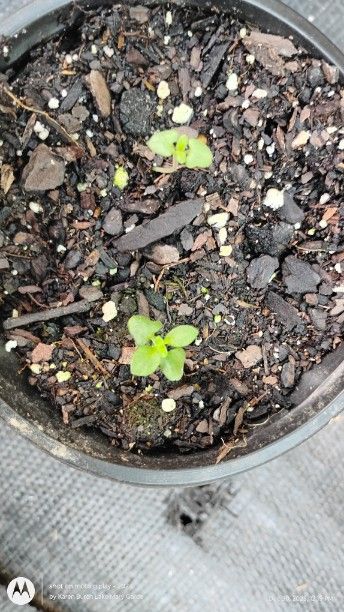 English Lavender Seedlings