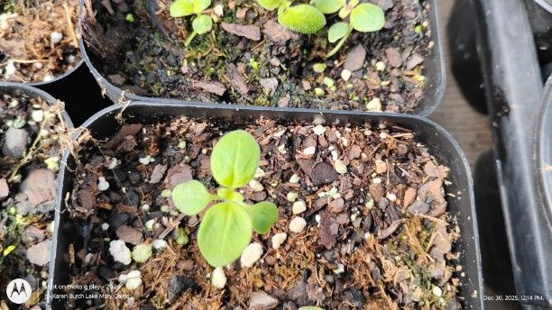 Snapdragon seedling- green seedlings indicate white or light colored flowers