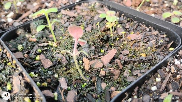 Snapdragon seedlings- red leaves indicate red or dark pink blooms