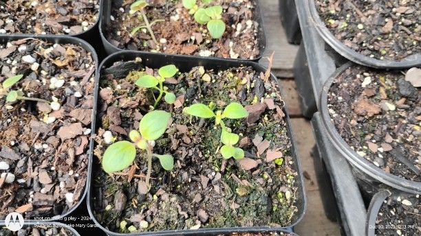 Snapdragon seedlings