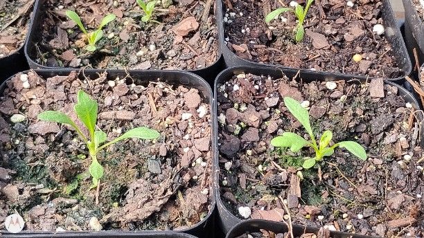 Shasta Daisy seedlings