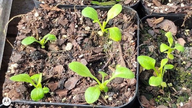 English Daisy Seedlings