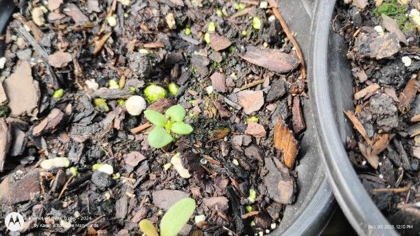 True Lavender Seedling