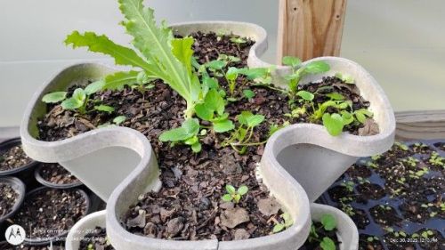 Poppy and pansy seedlings