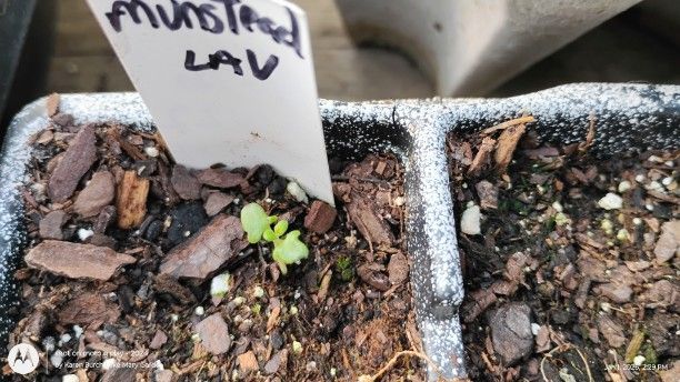 Munstead Lavender Seedling