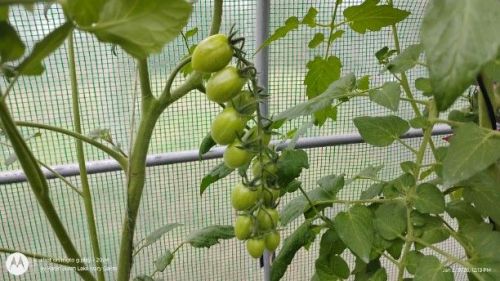 Hirros Tomato grown from seeds