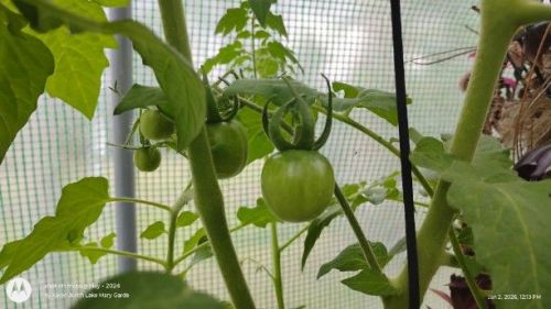 Hirros Tomato grown from seeds-2 forms-this has larger round fruit