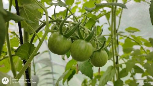 Hirros Tomato grown from seeds-2 forms-this has larger round fruit
