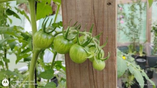 Hirros Tomato grown from seeds- 2 forms