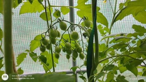 Hirros Tomato grown from seeds