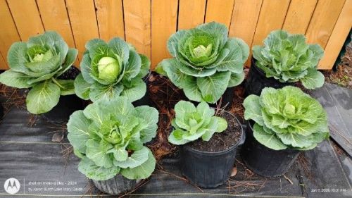 Copenhagen Cabbage Growing in 4 gallon pots