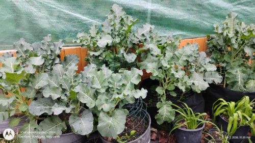 Broccoli growing beside the greenhouse