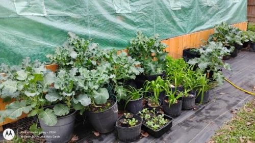Broccoli growing next to the greenhouse