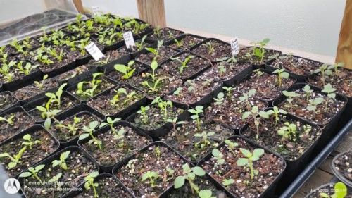 Snapdragon, Foxglove and English Daisy seedlings