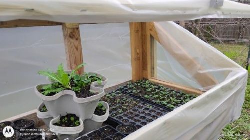 cold frame