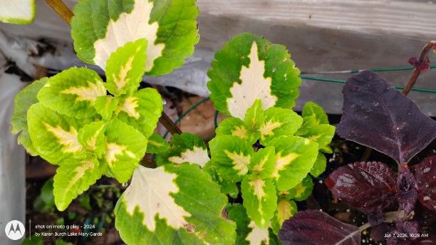 Green and White Coleus