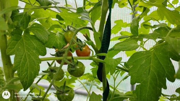 Hiiros Tomatoes beginning to blush