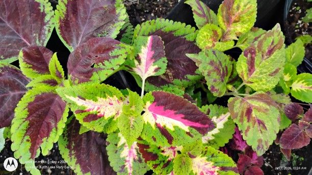 Multi Color Coleus