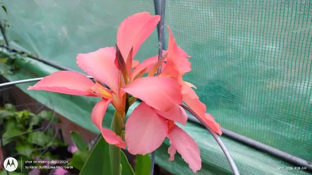 Peach Canna Seedling in the morning