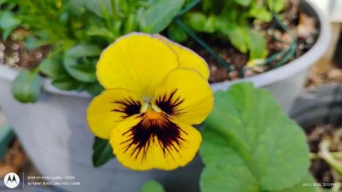 Yellow with brown center and thin purple picotee