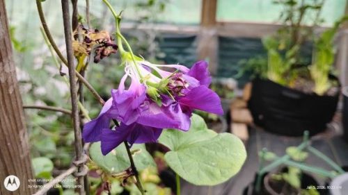 Multi stem purple hige