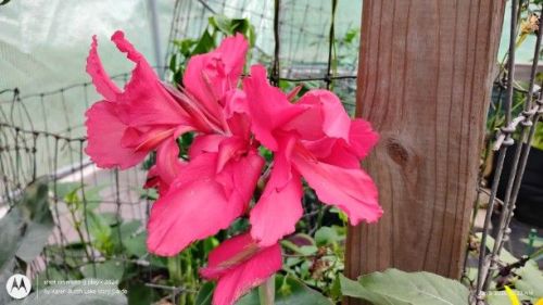 Bright Pink Canna Lily